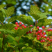Common Guelder-Rose - Photo (c) Rob Curtis, some rights reserved (CC BY-NC-SA), uploaded by Rob Curtis