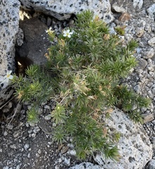 Leptosiphon nuttallii