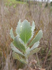Senecio halimifolius