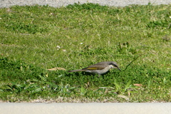 Gavicalis virescens