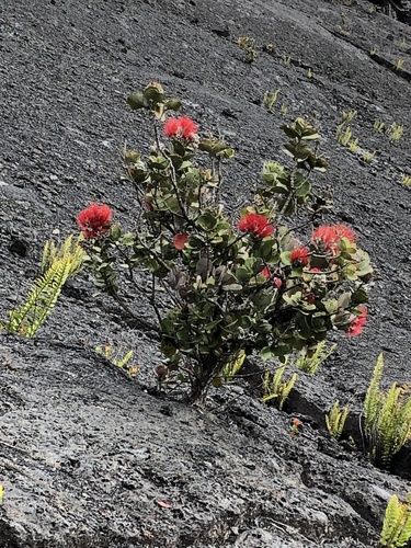 ʻŌhiʻa Lehua