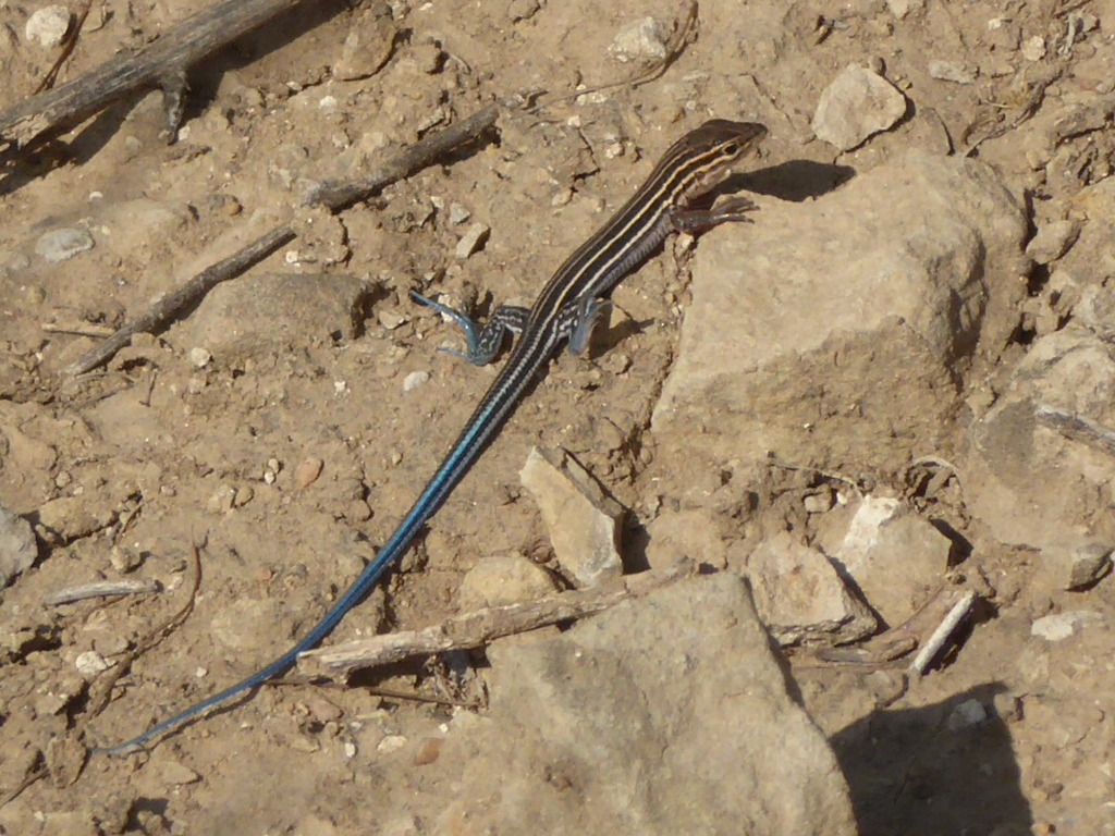 Orange-throated Whiptail from Linda Vista, San Diego, CA, USA on ...