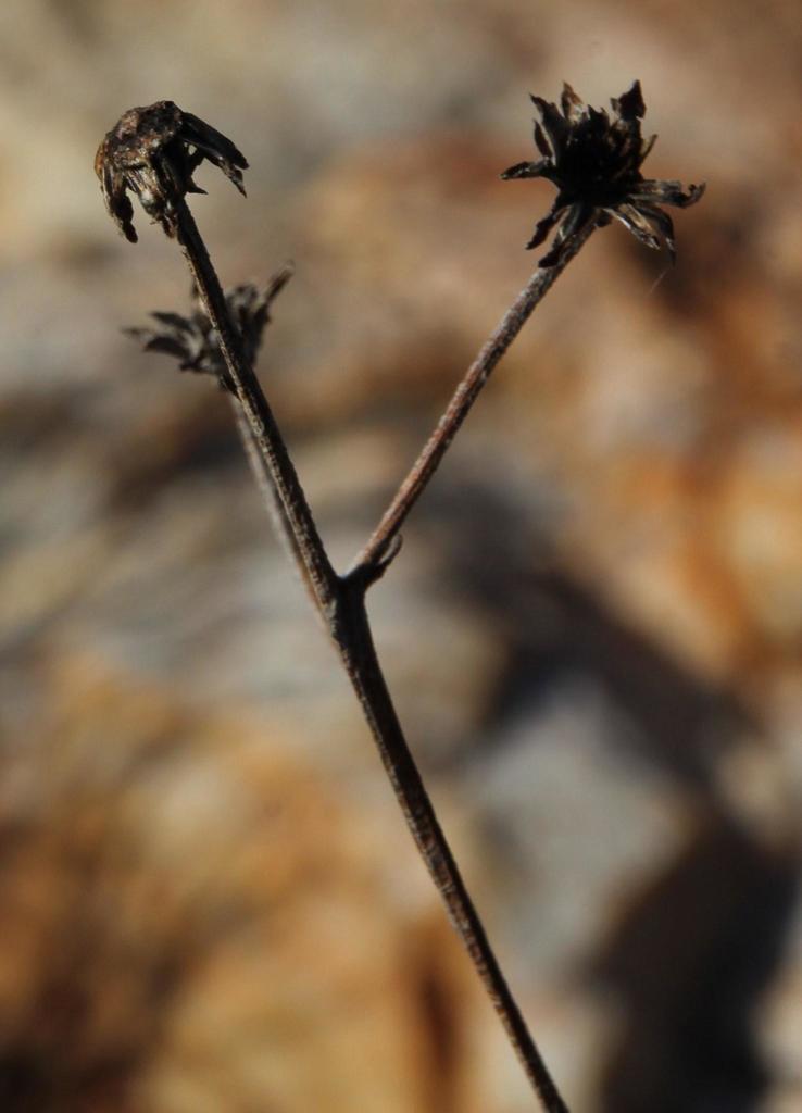 Senecio
