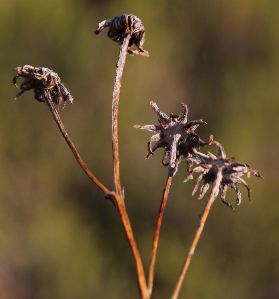 Senecio scaposus DC. 2