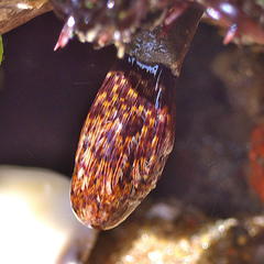 Pseudopotamilla reniformis