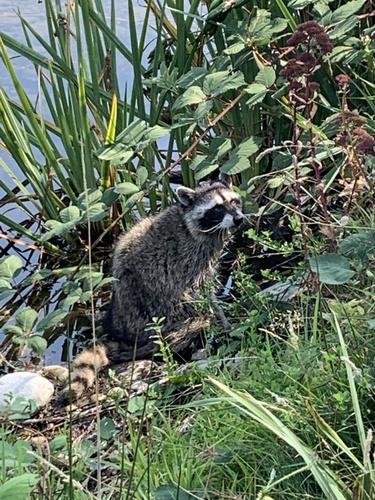 Common Raccoon photographed in Washington