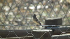 Crithagra atrogularis atrogularis