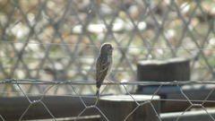 Crithagra atrogularis atrogularis