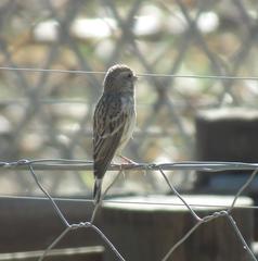 Crithagra atrogularis atrogularis