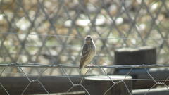 Crithagra atrogularis atrogularis