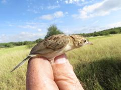 Desert Cisticola photo 3