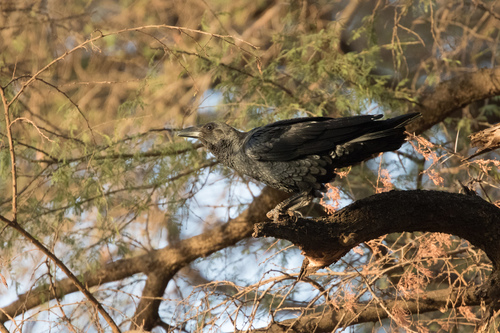 Fan-tailed Raven (Corvus rhipidurus), photo 10