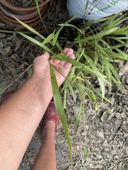 Paspalum langei