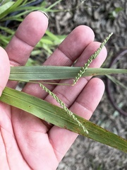 Paspalum langei
