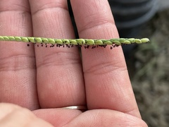 Paspalum langei
