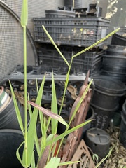 Paspalum langei