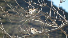 Passer domesticus indicus