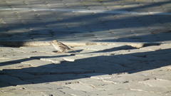 Passer domesticus indicus