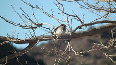 Passer domesticus indicus