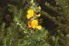 Aspalathus spectabilis