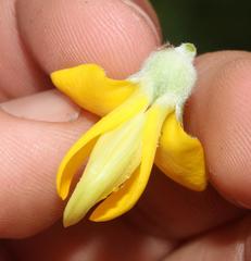 Aspalathus spectabilis