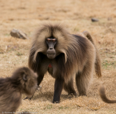 Theropithecus gelada