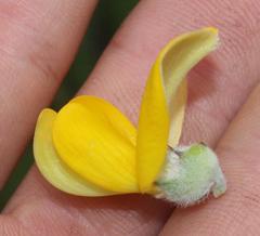 Aspalathus spectabilis