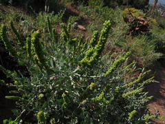 Manochlamys albicans