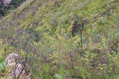 Aspalathus spectabilis