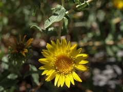 Grindelia squarrosa serrulata