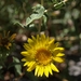 Prairie Gumweed - Photo (c) Jim Morefield, some rights reserved (CC BY)