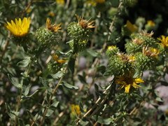 Grindelia squarrosa serrulata