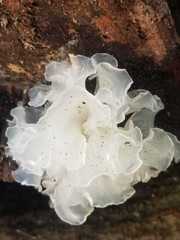 Tremella fuciformis
