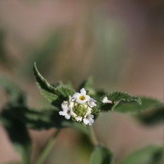 Lantana rugosa