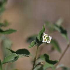 Lantana rugosa
