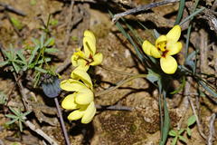 Ixia macrocarpa