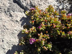 Oscularia steenbergensis