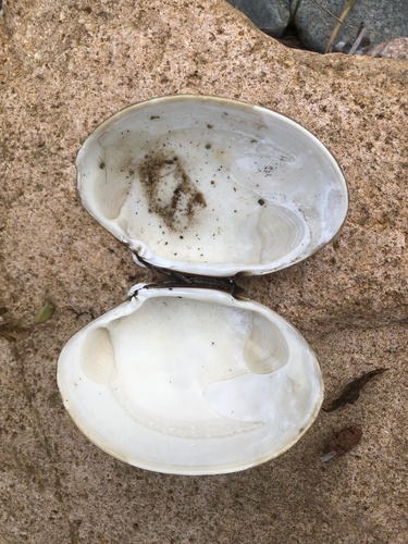 Ezocallista brevisiphonata