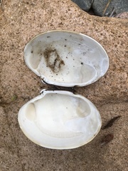 Ezocallista brevisiphonata