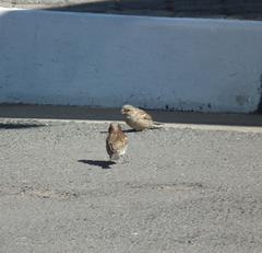Passer domesticus indicus