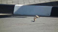 Passer domesticus indicus