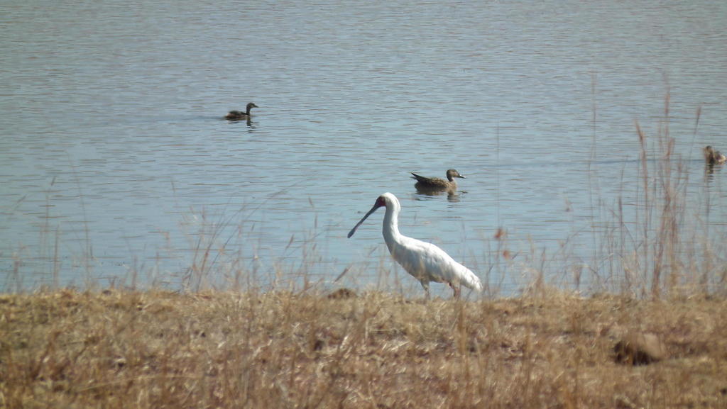 African Spoonbill