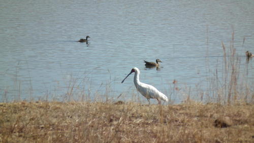 African Spoonbill