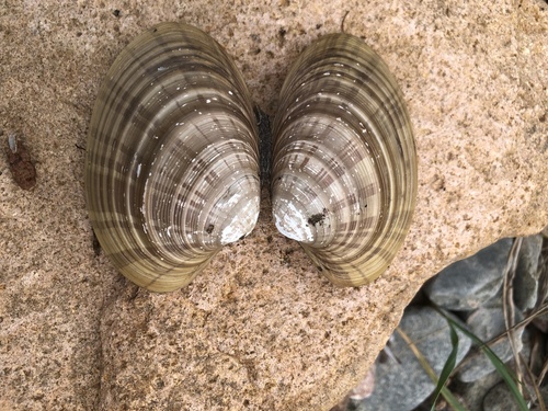 Ezocallista brevisiphonata