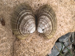 Ezocallista brevisiphonata