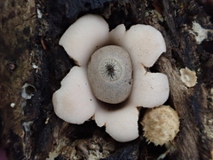 Geastrum mirabile