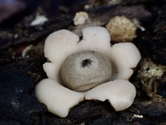 Geastrum mirabile