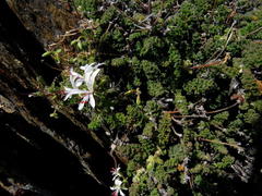 Pelargonium alternans alternans