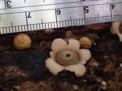 Geastrum mirabile