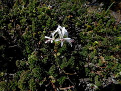 Pelargonium alternans alternans